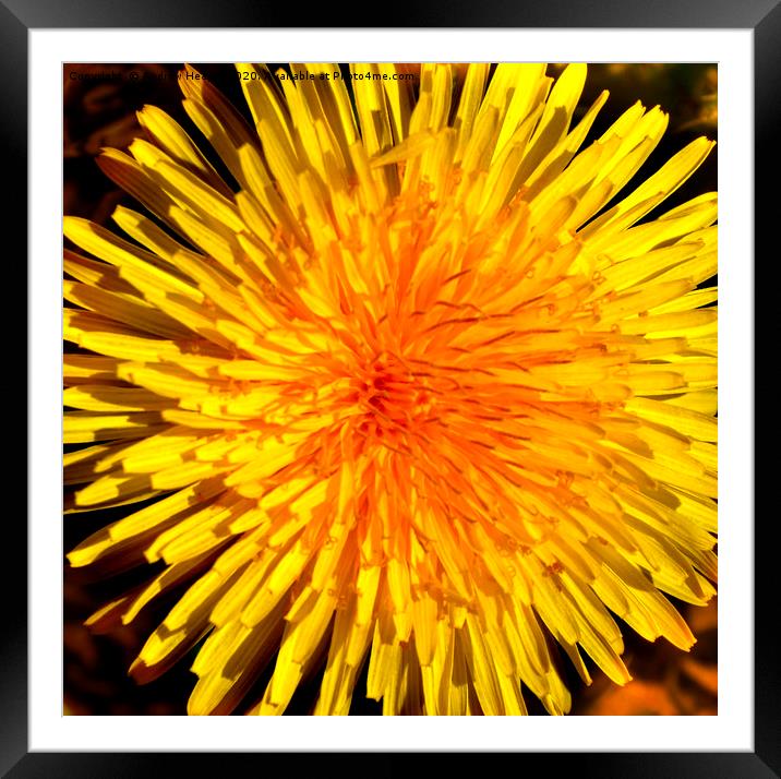 A dandelion in full bloom  Framed Mounted Print by Andrew Heaps