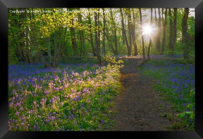 Sunlight shining in woods over bluebells Enchanted Framed Print by Andrew Heaps