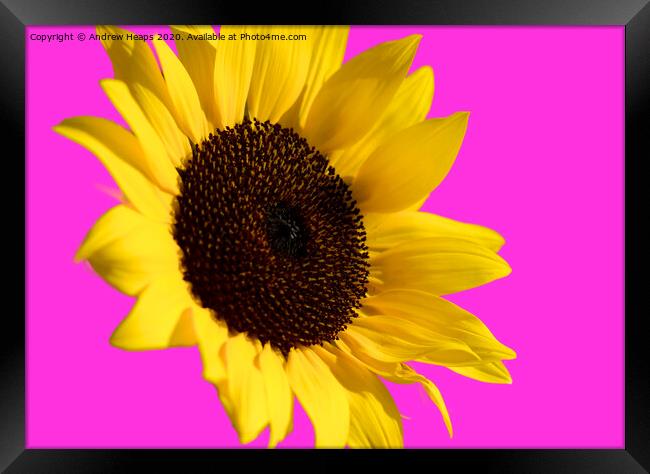 Sunflower head with pink back ground and bee on fl Framed Print by Andrew Heaps