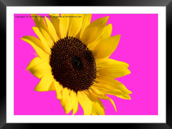 Sunflower head with pink back ground and bee on fl Framed Mounted Print by Andrew Heaps