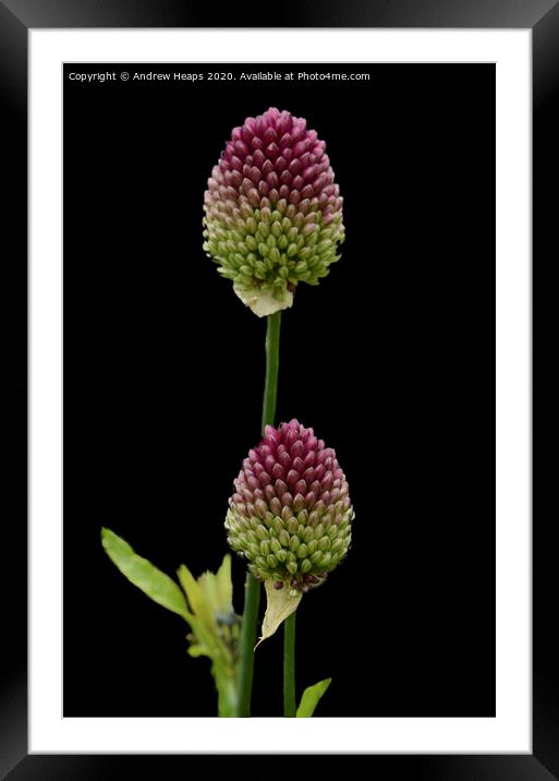 Plant flower with black back ground Framed Mounted Print by Andrew Heaps