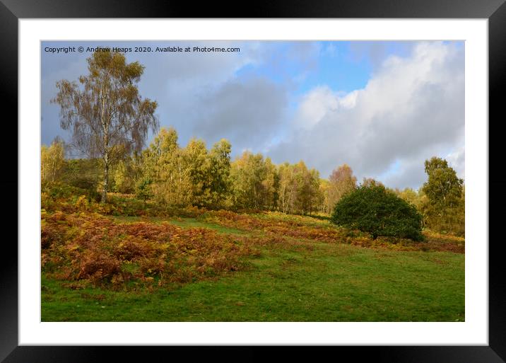 Autumnal trees colourful. Framed Mounted Print by Andrew Heaps