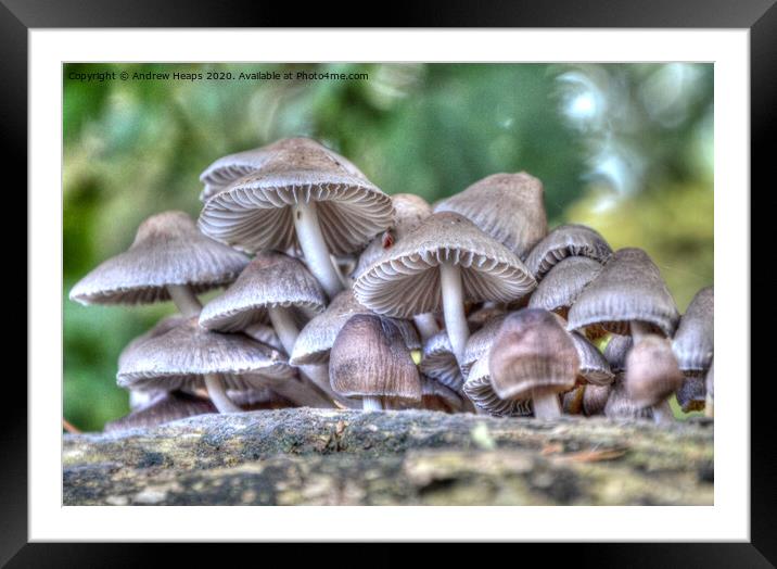 Fungi on tree stump. Framed Mounted Print by Andrew Heaps