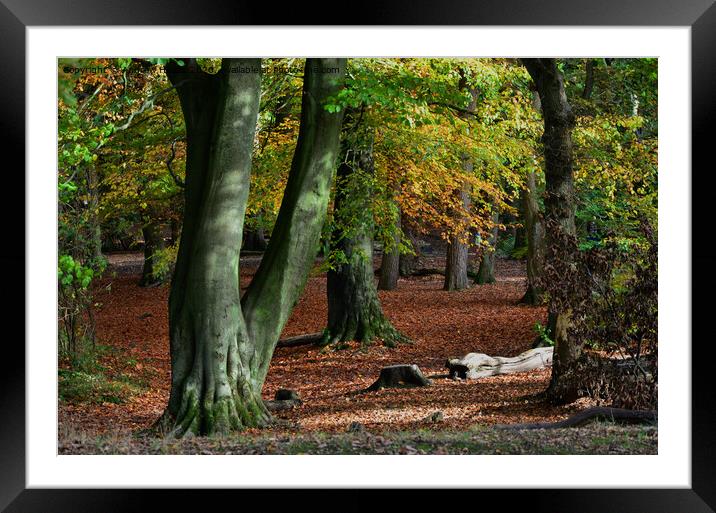 Autumn woodland  Framed Mounted Print by Andrew Heaps