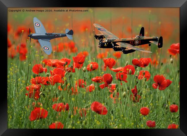 Spitfire and Lancaster bomber fly by over poppy fi Framed Print by Andrew Heaps