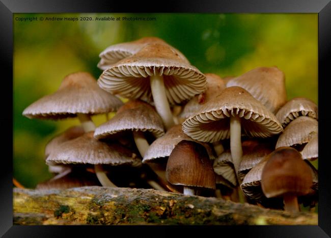 Fungi in autumn scene Framed Print by Andrew Heaps