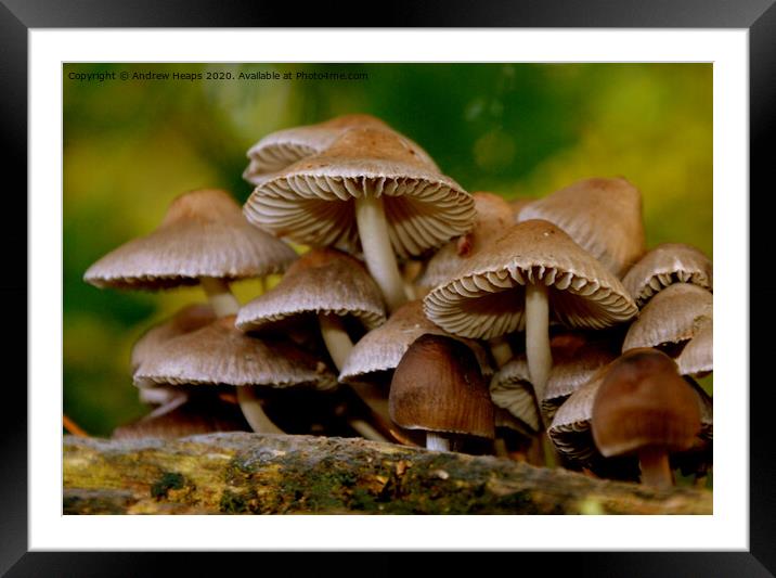 Fungi in autumn scene Framed Mounted Print by Andrew Heaps