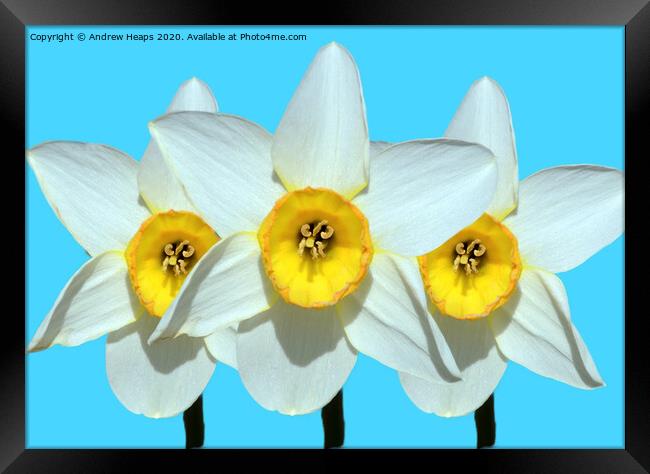 Trio of daffodil heads Framed Print by Andrew Heaps