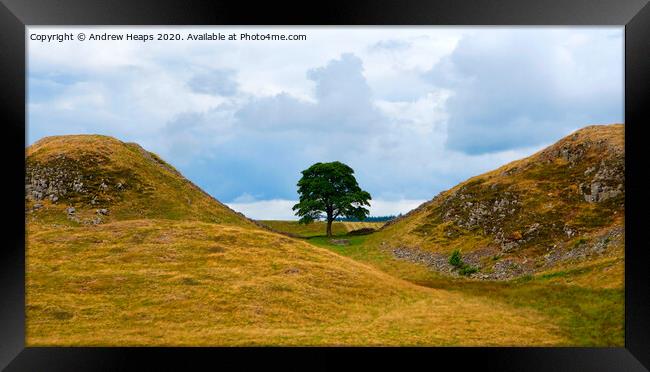 Sycamore gap & hadrians wall Framed Print by Andrew Heaps