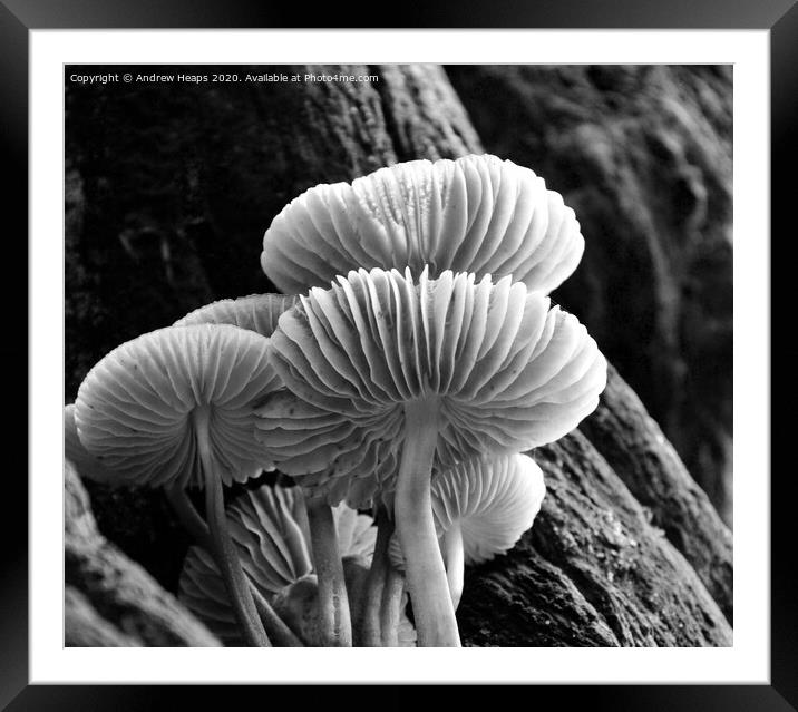 Mystical Underworld of Woodland Fungi Framed Mounted Print by Andrew Heaps