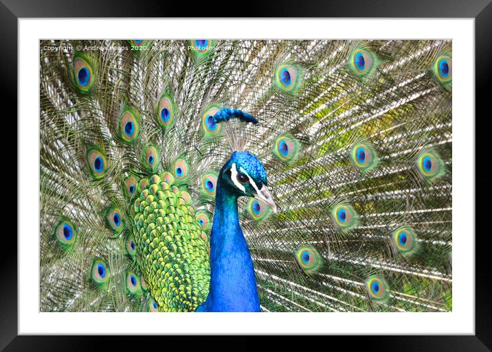 Display of an Exotic Peacock Framed Mounted Print by Andrew Heaps