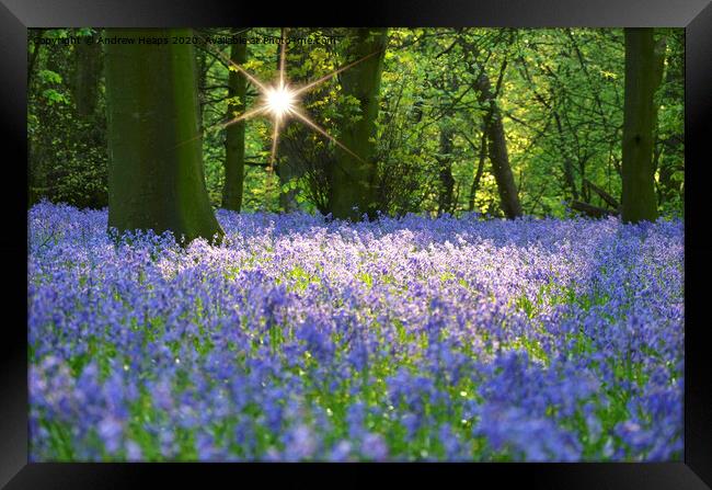 Bluebells woodlands in the evening. Framed Print by Andrew Heaps