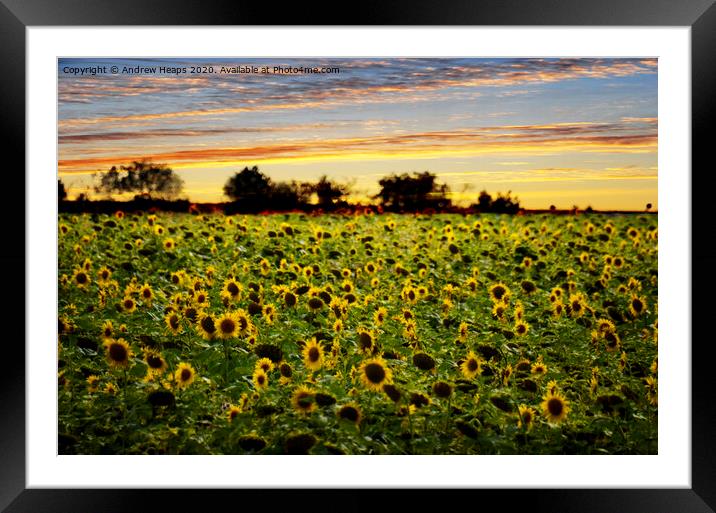 Golden Sunflowers at Dusk Framed Mounted Print by Andrew Heaps