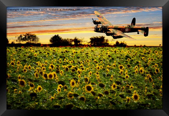 Sunflower field with Lancaster bomber banking over Framed Print by Andrew Heaps