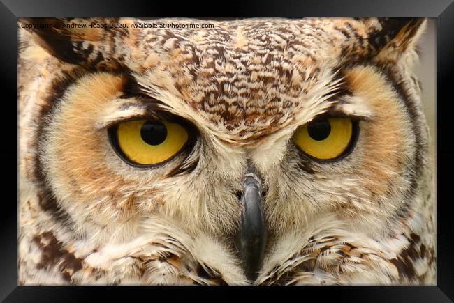 Eagle owl eyes Framed Print by Andrew Heaps