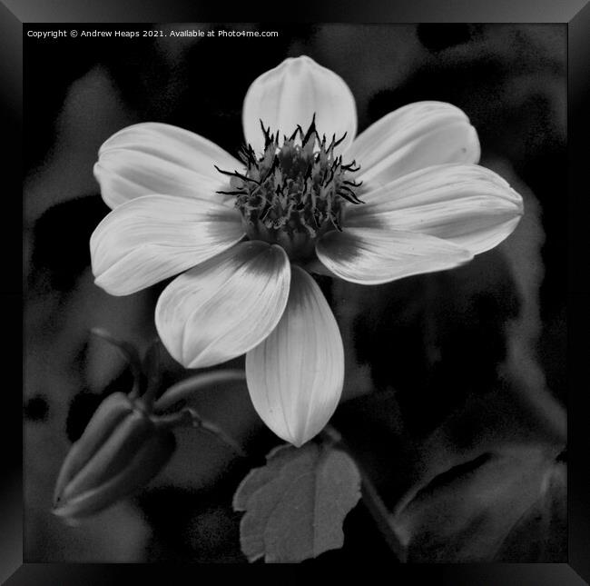 Flower head and petals Monochrome Bloom Framed Print by Andrew Heaps