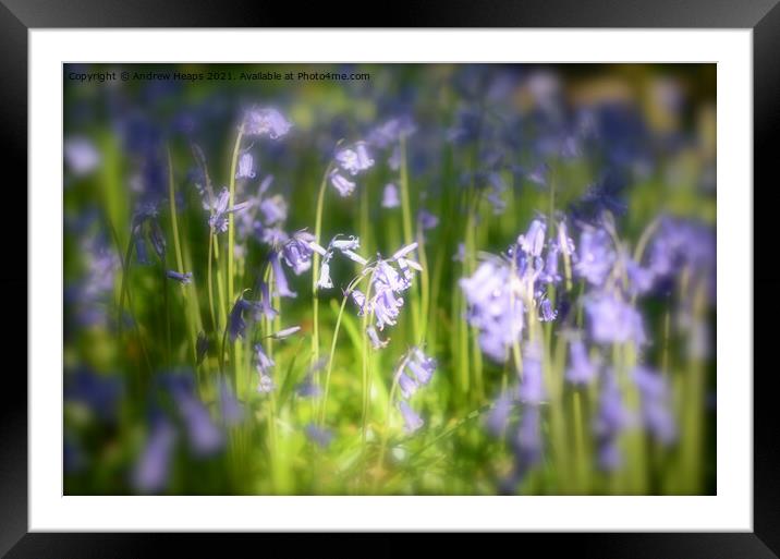 Woodland bluebells Framed Mounted Print by Andrew Heaps