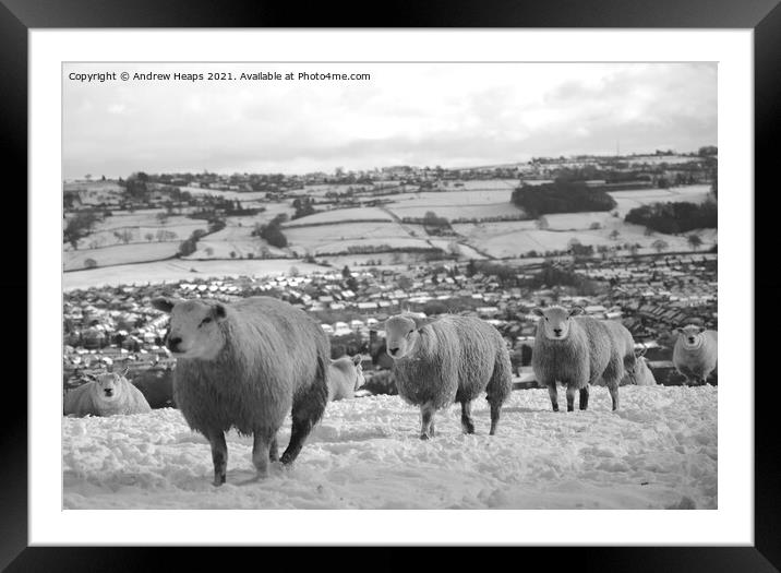 Sheep Grazing on top of a Snowy Fields Framed Mounted Print by Andrew Heaps