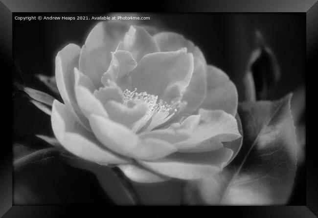 Flower head close up Monochromatic Bloom Framed Print by Andrew Heaps