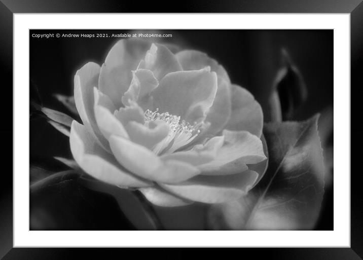 Flower head close up Monochromatic Bloom Framed Mounted Print by Andrew Heaps