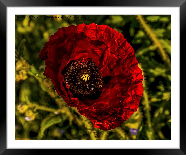  Norfolk Poppy Framed Mounted Print by Simon Gray