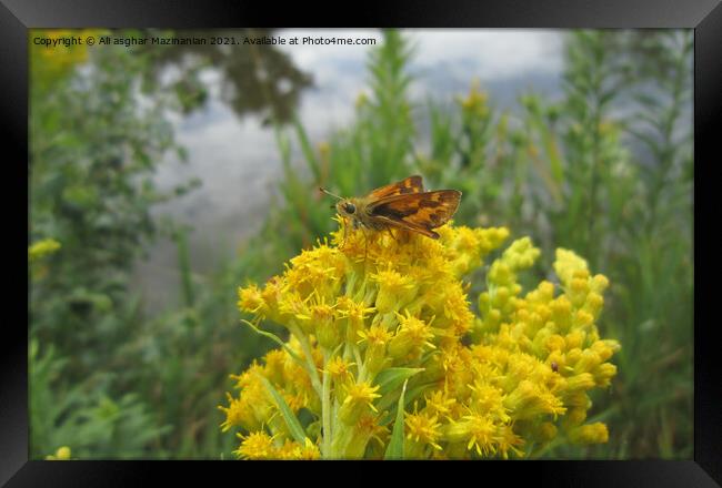 Butterfly resting on a nice yellow wild flower, Framed Print by Ali asghar Mazinanian