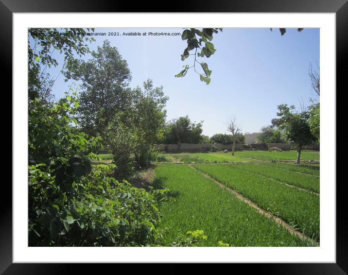 Outdoor grass Framed Mounted Print by Ali asghar Mazinanian