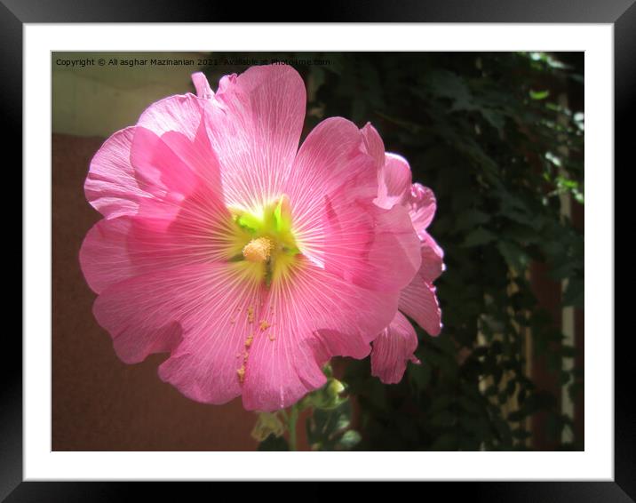 Hollyhock Framed Mounted Print by Ali asghar Mazinanian