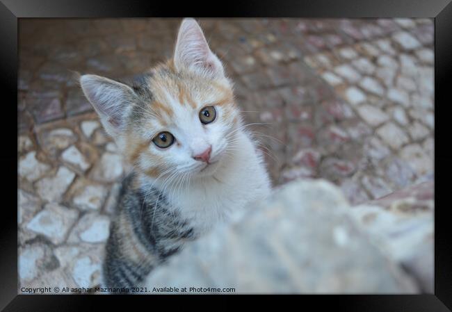 Animal cat Framed Print by Ali asghar Mazinanian