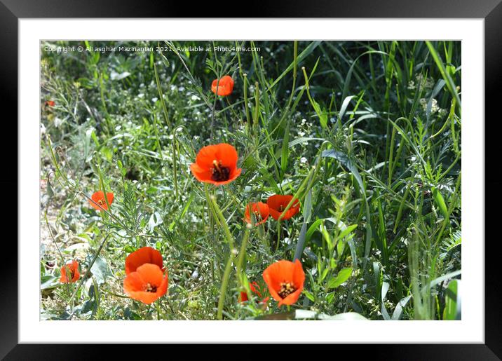 Plant  Framed Mounted Print by Ali asghar Mazinanian