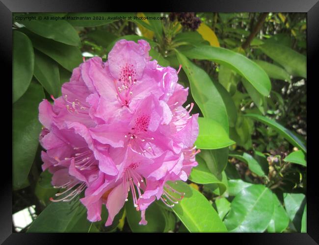 A nice pink flower, taken at Central Framed Print by Ali asghar Mazinanian