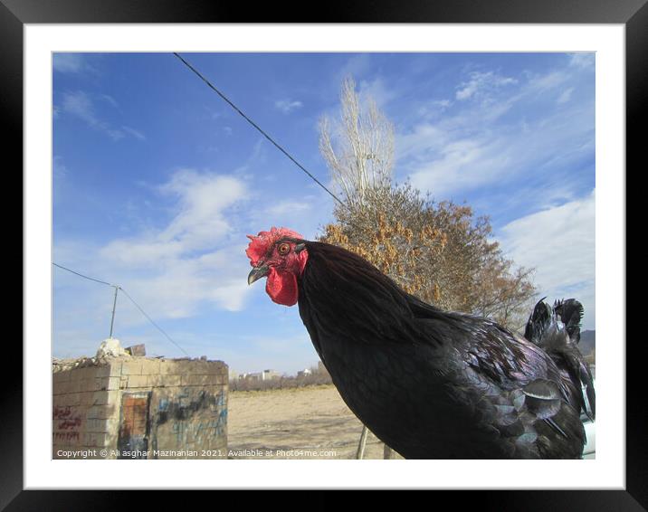 A bird standing on top of a field Framed Mounted Print by Ali asghar Mazinanian