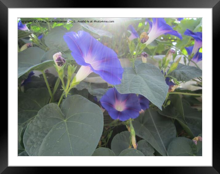 Sun rays over beautiful funnel blue flowers, Framed Mounted Print by Ali asghar Mazinanian