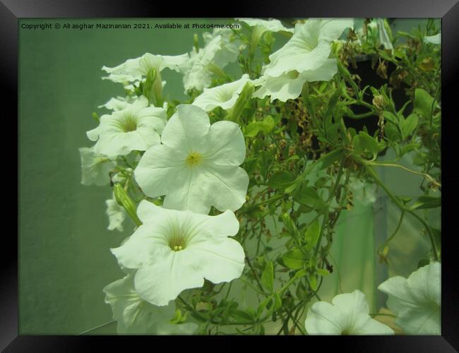 Petunia Framed Print by Ali asghar Mazinanian