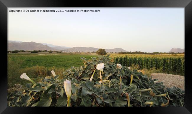 Outdoor field Framed Print by Ali asghar Mazinanian