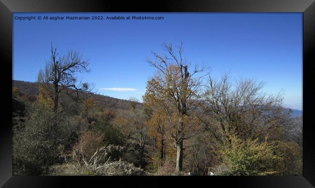 Old trees in forest Framed Print by Ali asghar Mazinanian