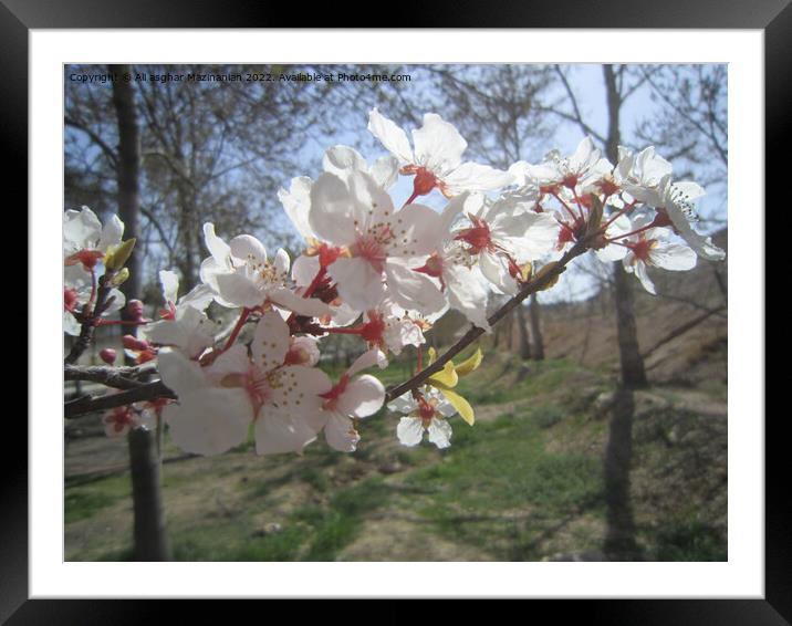The beauty of peach blossoms in Spring, Framed Mounted Print by Ali asghar Mazinanian