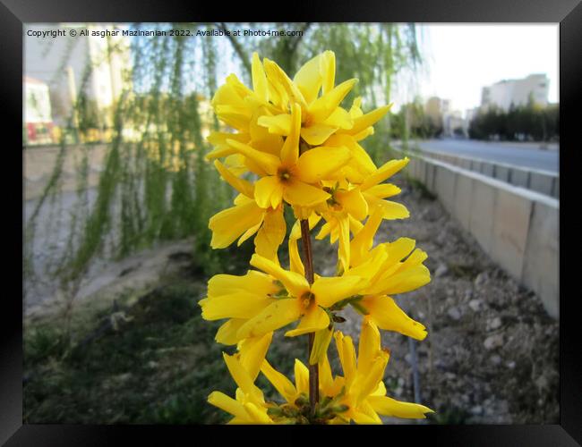 Beautiful yellow, Plant flower Framed Print by Ali asghar Mazinanian