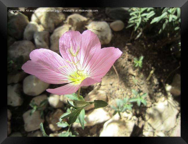 Plant flower Framed Print by Ali asghar Mazinanian