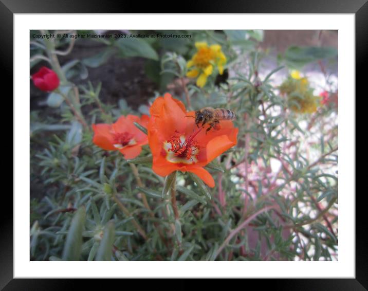 Nectar Quest: Bee's Floral Alighting Framed Mounted Print by Ali asghar Mazinanian