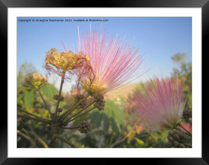 Vibrant Wildflowers Gracing Shahrood Mountain Framed Mounted Print by Ali asghar Mazinanian