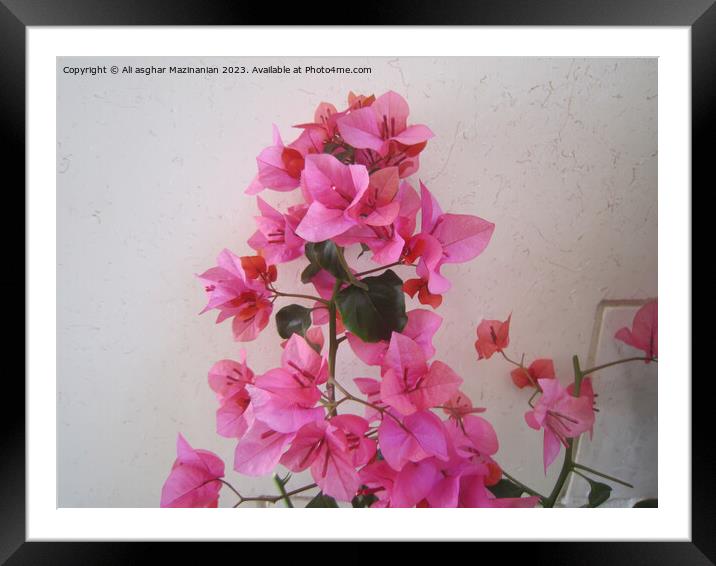 Persian Patio's Delicate Blossom Framed Mounted Print by Ali asghar Mazinanian