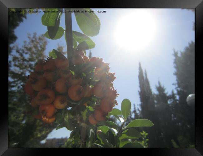 Sunlit Orchard: A Persian Springtime Tale Framed Print by Ali asghar Mazinanian