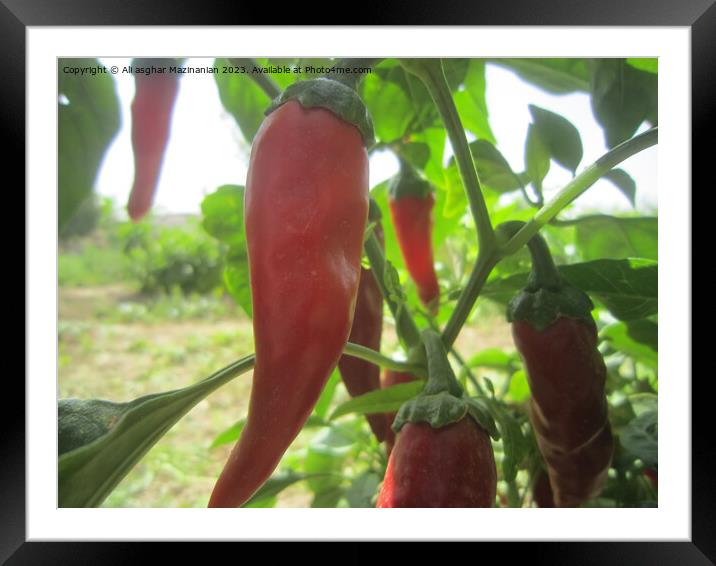 Vibrant Red Pepper: Garden's Crown Jewel Framed Mounted Print by Ali asghar Mazinanian