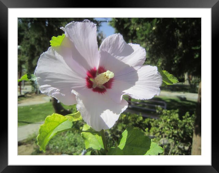 Stunning Hollyhock Blossom in Shahrood Framed Mounted Print by Ali asghar Mazinanian