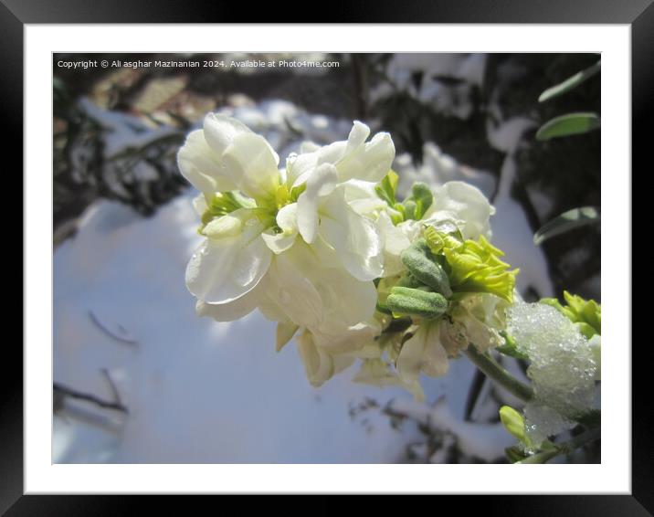 Plant flower Framed Mounted Print by Ali asghar Mazinanian