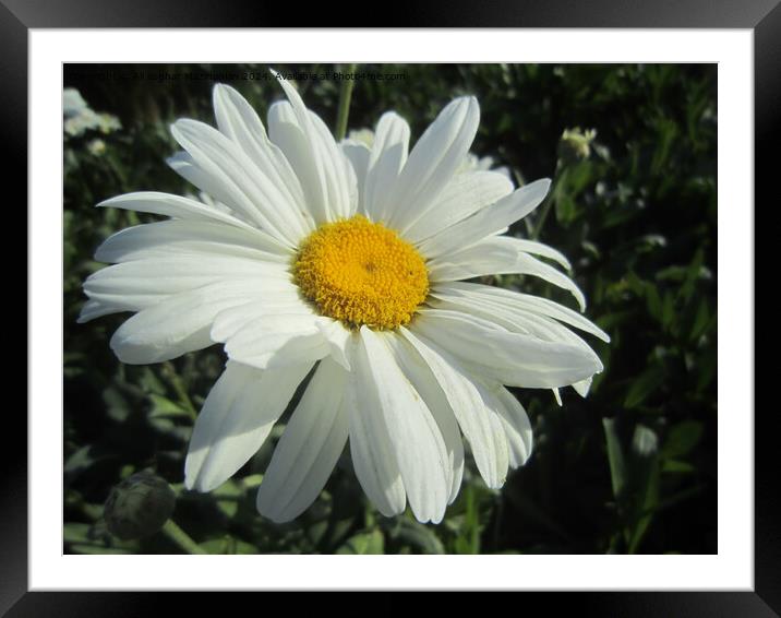 Plant flower Framed Mounted Print by Ali asghar Mazinanian