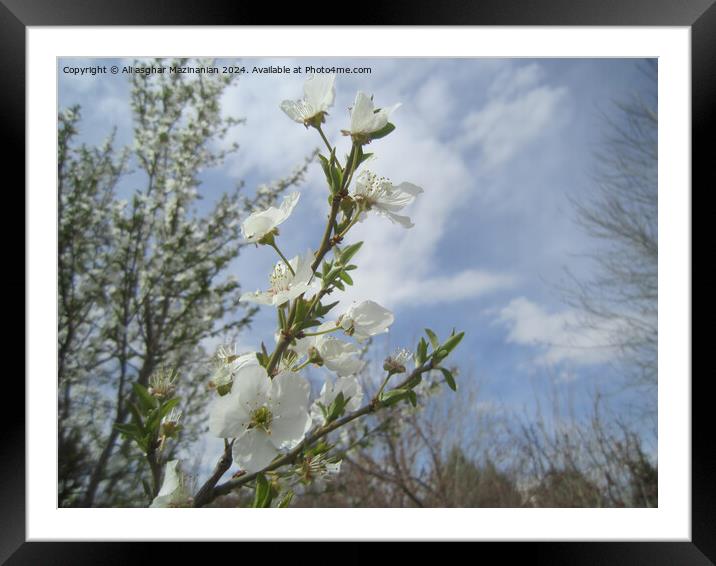 Plant tree Framed Mounted Print by Ali asghar Mazinanian