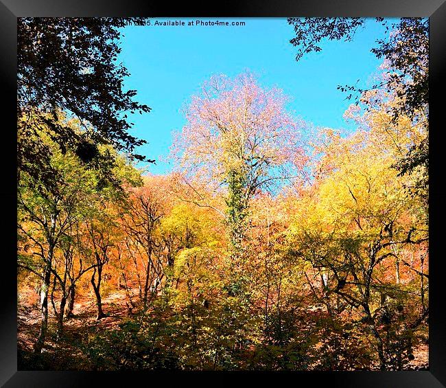 The glory of Autumn in jungle, Framed Print by Ali asghar Mazinanian