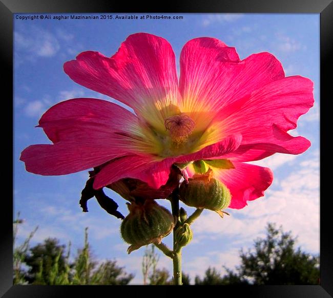  The gloru of a beautiful flower, Framed Print by Ali asghar Mazinanian